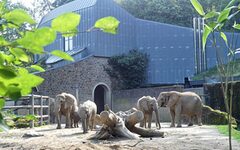 Elefantenherde im Grünen Zoo Wuppertal