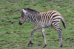 Zebra Jungtier im Grünen Zoo Wuppertal
