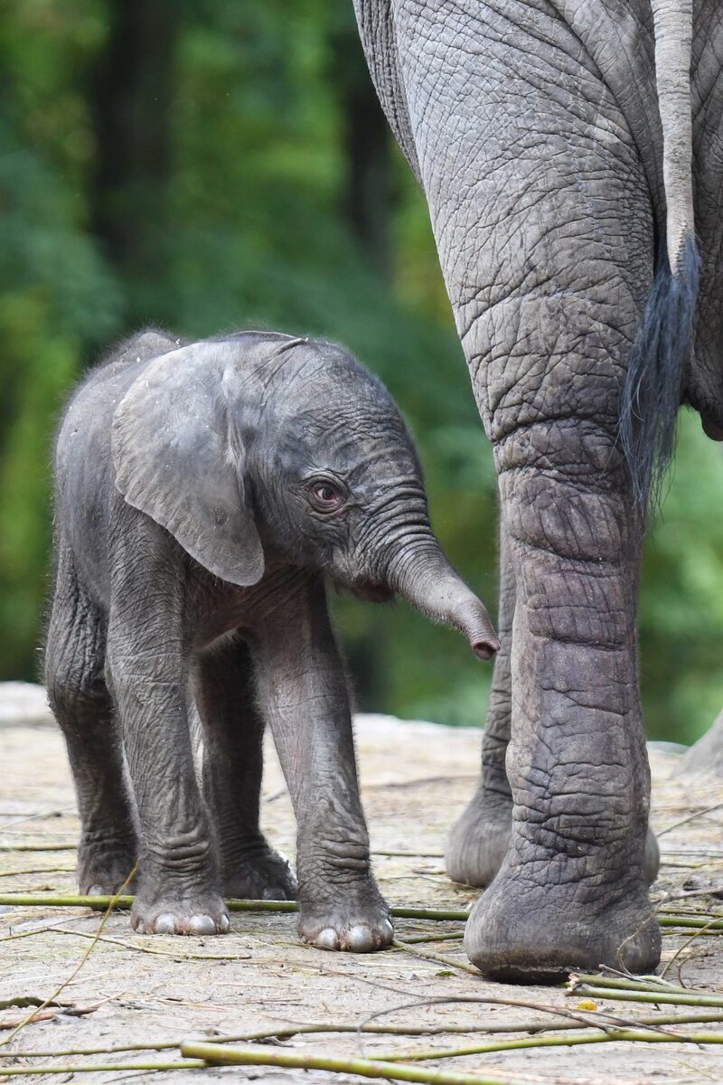 Afrikanischer Elefant Mali im Grünen Zoo