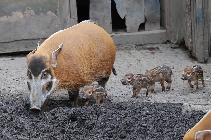 Pinselohrschwein mit vier Jungtieren
