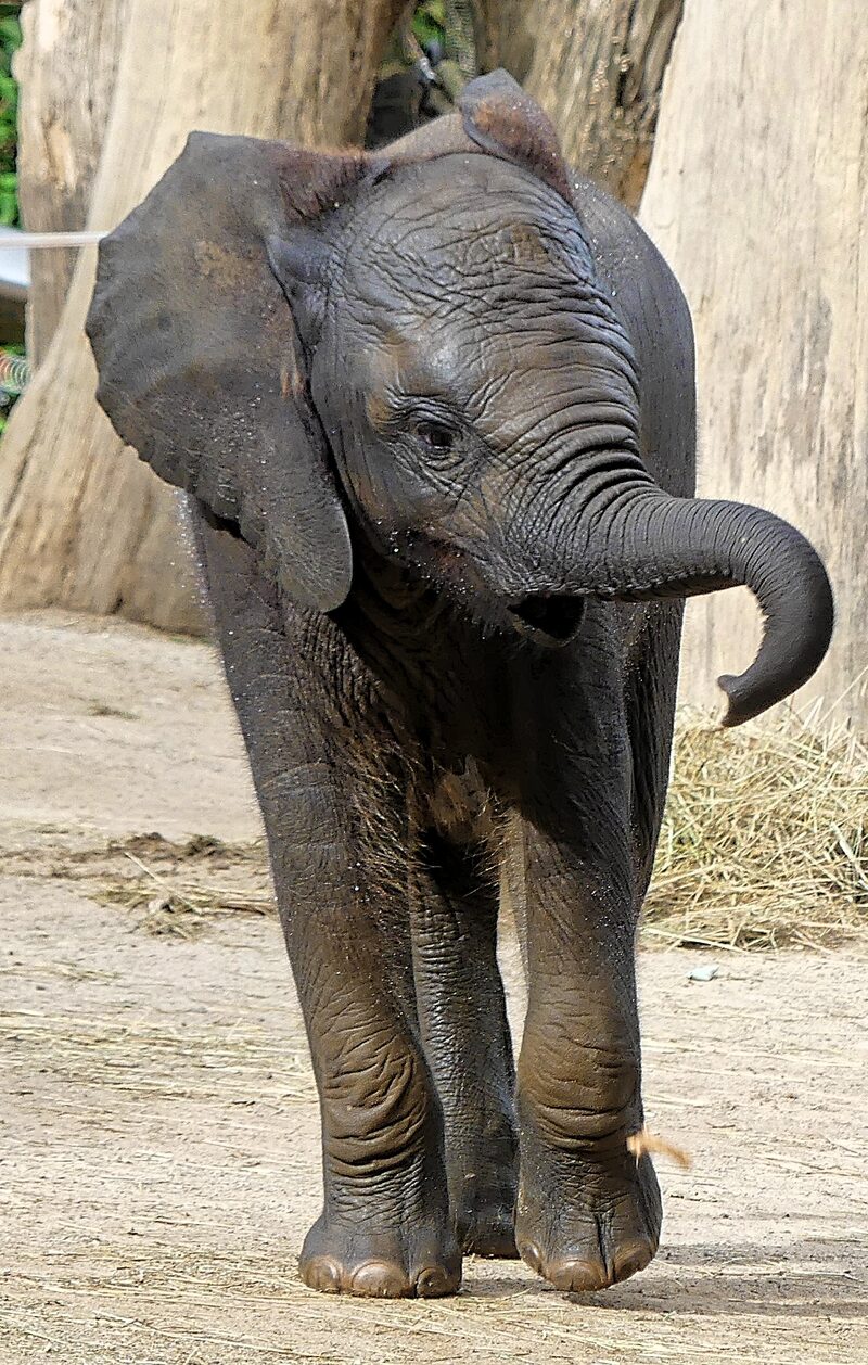 Elefantenkalb Mali