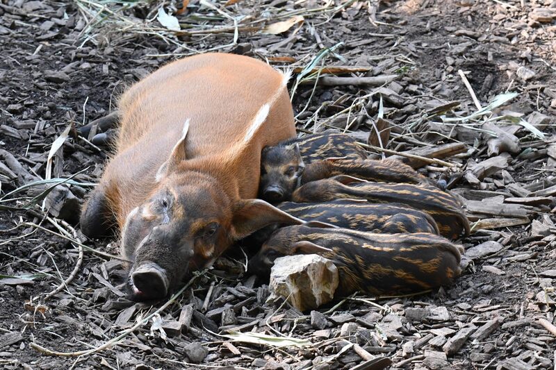 Pinselohrschwein mit Nachwuchs im Grünen Zoo Wuppertal