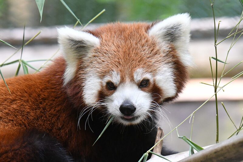Roter Panda im Grünen Zoo Wuppertal