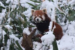 Roter Panda im Schnee