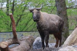Takin Bulle Bono auf der Außenanlage Kula Kangri im Grünen Zoo Wuppertal
