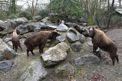 Drei Takine auf der neuen Anlage Kula Kangri im Grünen Zoo Wuppertal