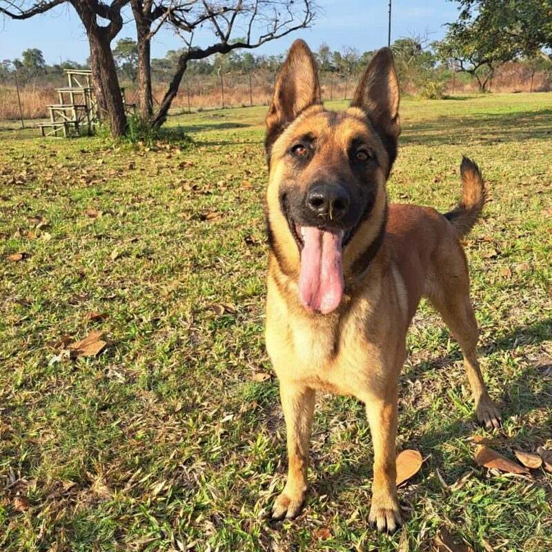 Hund der Hundestaffel #k9projectwatchdog SANParks Honorary Rangers