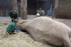 Blutentnahme bei einem Elefanten im Grünen zoo Wuppertal