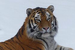 Portraitbild von Tiger Kasimir im Schnee im Grünen Zoo Wuppertal