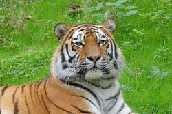 Tiger Kasimir auf der Außenanlage