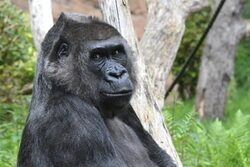 Gorilla-Weibchen Ukiwa im Grünen Zoo Wuppertal