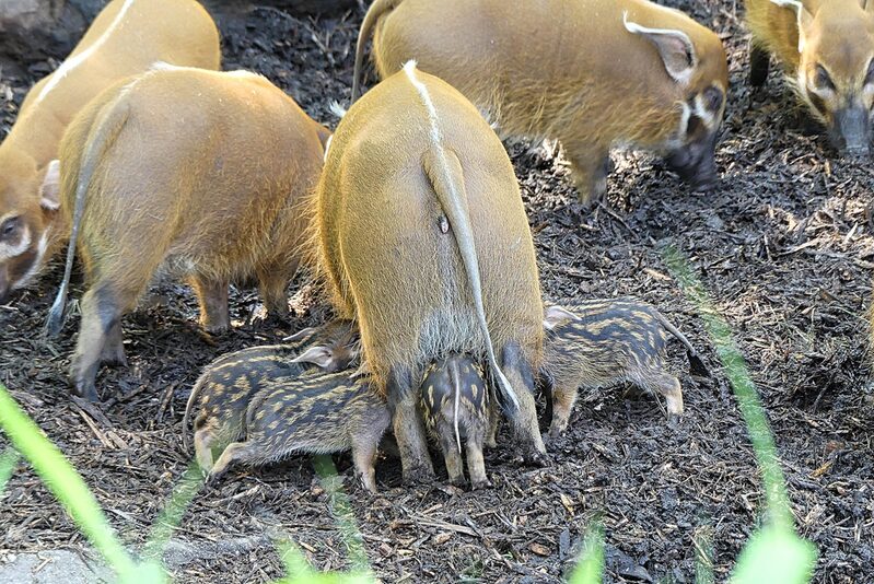 Pinselohrschweine im Grünen Zoo Wuppertal