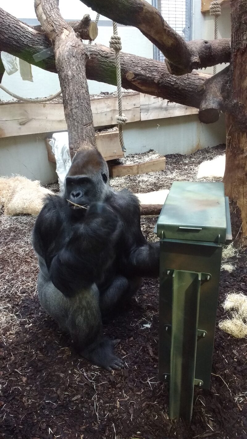 Gorilla der vor einem Stocherkasten sitzt