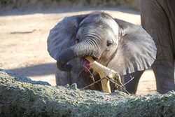 Elefant "Mali" im Grünen Zoo Wuppertal