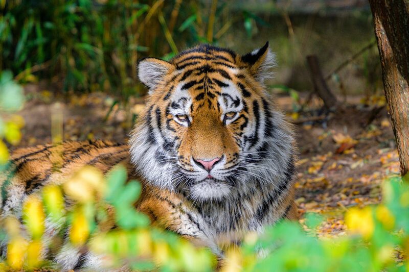 Tigerkater Kasimir Zoo Duisburg