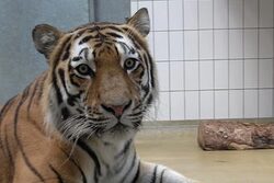 Tigerkater Kasimir im Grünen Zoo Wuppertal