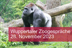 Gorilla im Grünen Zoo Wuppertal