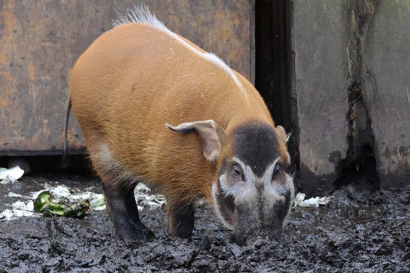 Pinselohrschwein im Grünen Zoo Wuppertal