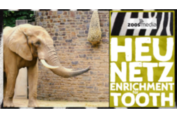 Elefanten-Enrichment-mit-Heunetz