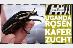Uganda-Rosenkäfer Zucht Zoos.media
