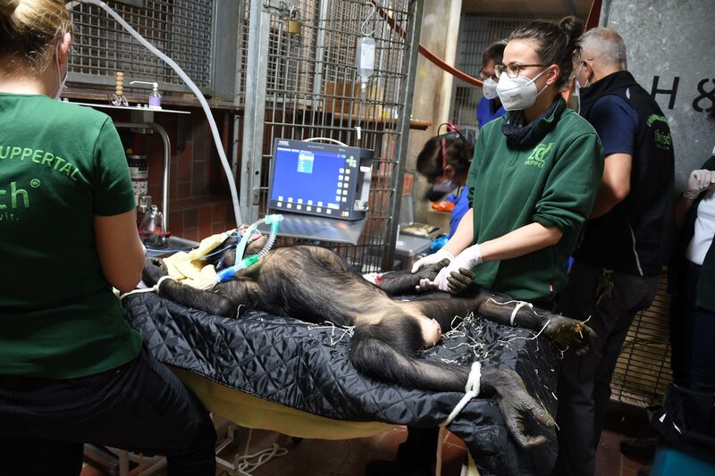 Bronchoskopie bei Bonobo Akeena