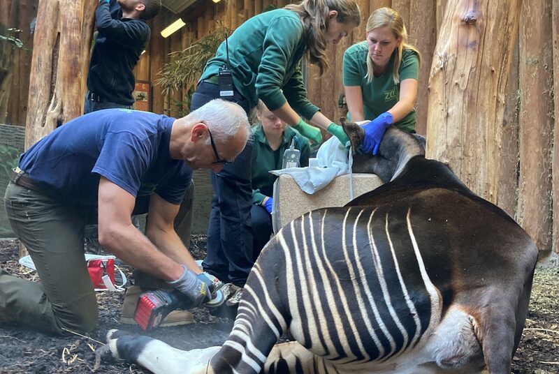 Okapi im Grünen Zoo Wuppertal in Narkose zur Klauenpflege