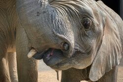 Stoßzahnfraktur Elefant Gus