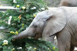 Tannebäume für die Elefanten