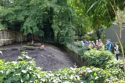 Zooführung am Gehege der Pinselohrschweine