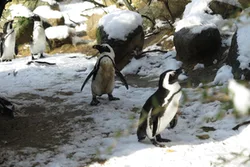 Brillenpinguine im Schnee