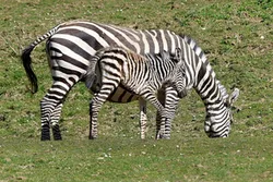 Zebras im Grünen Zoo Wuppertal