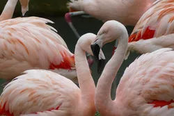 Flamingos im Grünen Zoo Wuppertal