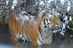 Tiger im Schnee