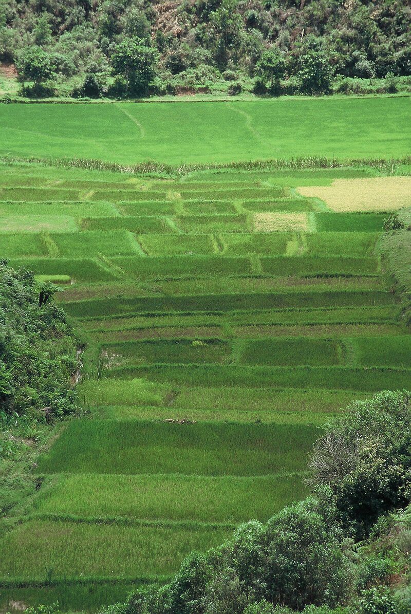 Reisfelder auf Madagaskar