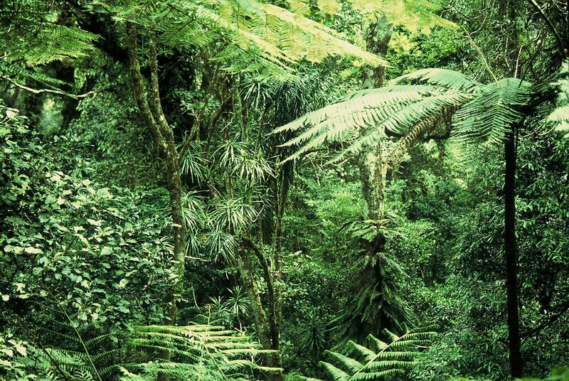 Regenwald auf Madagaskar