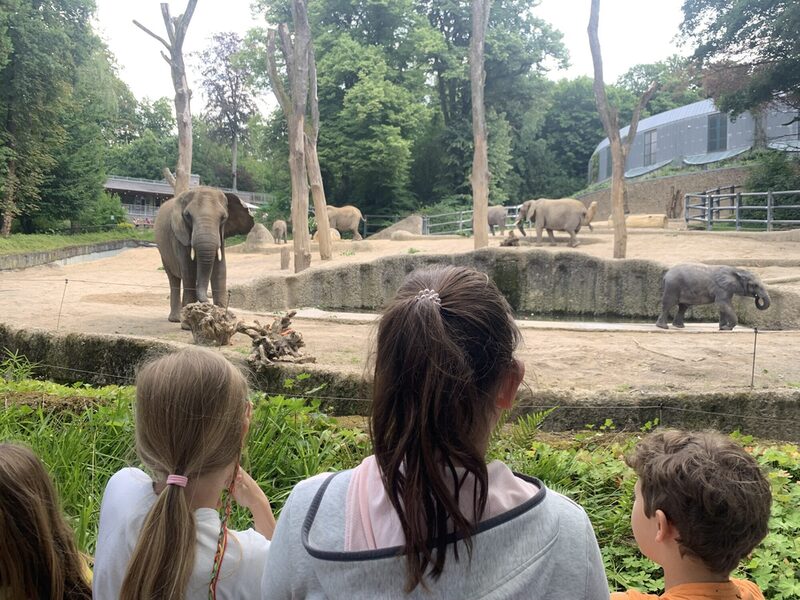 Kinder-Ferienfreizeit im Grünen Zoo - Elefantenbeschäftigung