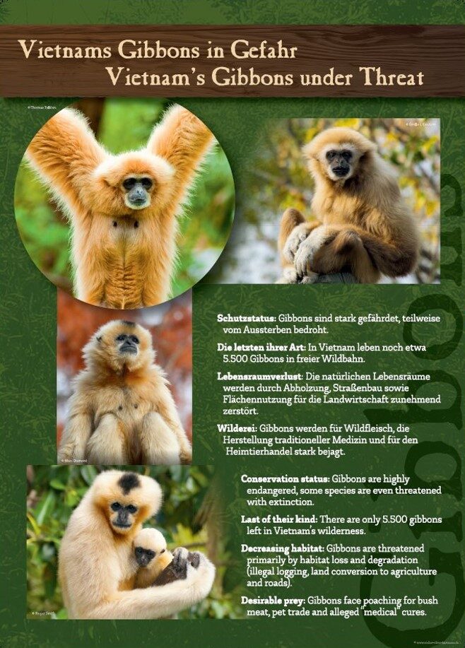 Gibbon Plakat 3