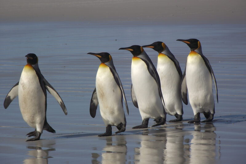 Königspinguine Falklandinseln