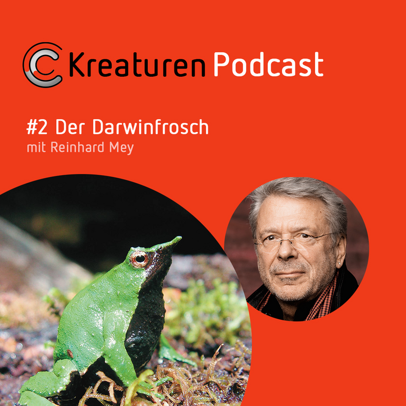 Kreaturen Podcast #2 Der Darwinfrosch