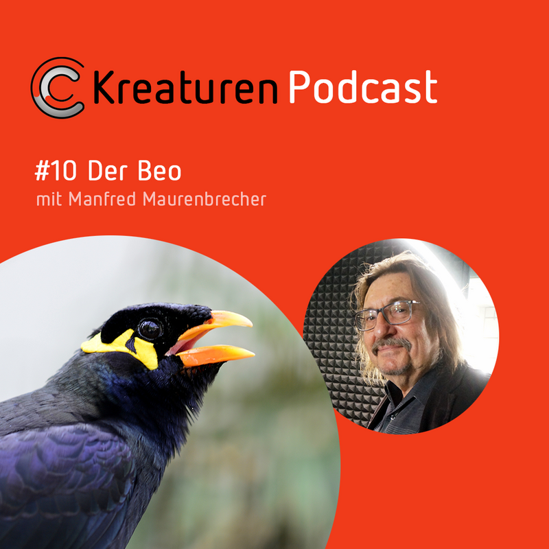 Kreaturen Podcast #10 Der Beo