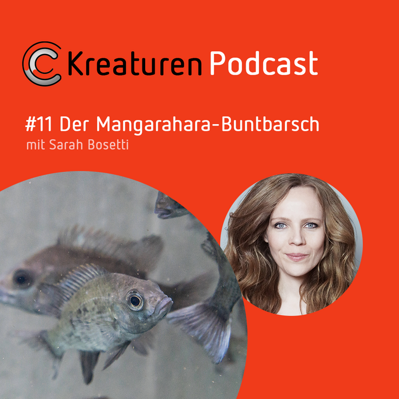 Kreaturen Podcast # Der Mangarahara-Buntbarsch