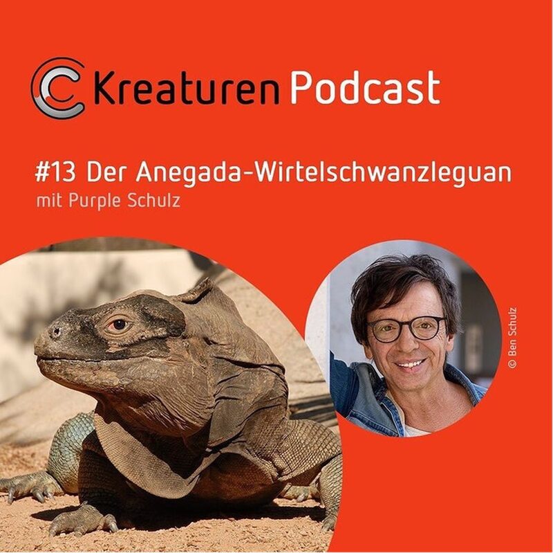 Kreaturen Podcast #13 Anegada-Wirtelschwanzleguan