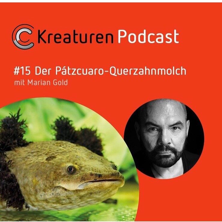 Kreaturen Podcast #15 Der Pátzcuaro-Querzahnmolch