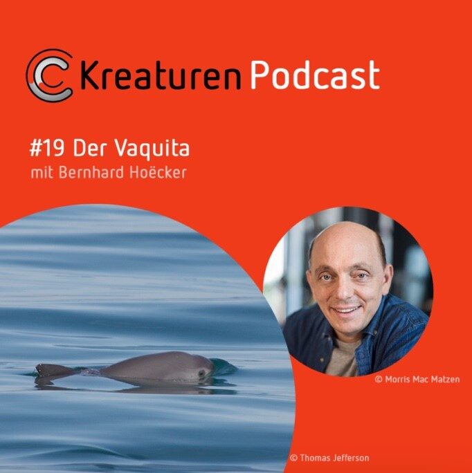 Kreaturen Podcast #19 Der Vaquita