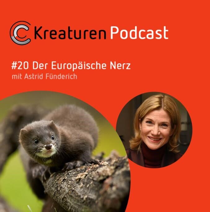 Kreaturen Podcast #20 Der Europäische Nerz
