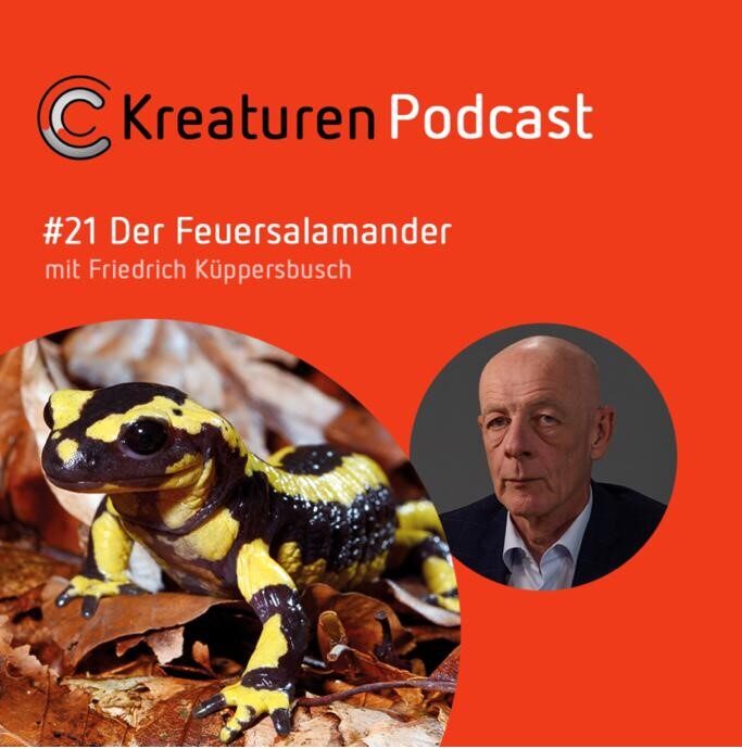Kreaturen Podcast #21 Der Feuersalamander