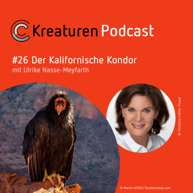 Kreaturen Podcast #26 Der Kalifornische Kondor