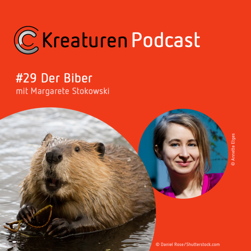 Kreaturen Podcast #29 Der Biber