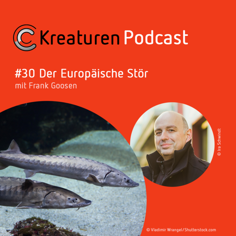 Kreaturen Podcast #30 Der Europäische Stör