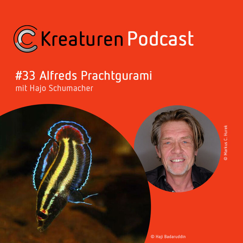 Kreaturen Podcast #33 Alfreds Prachtgurami
